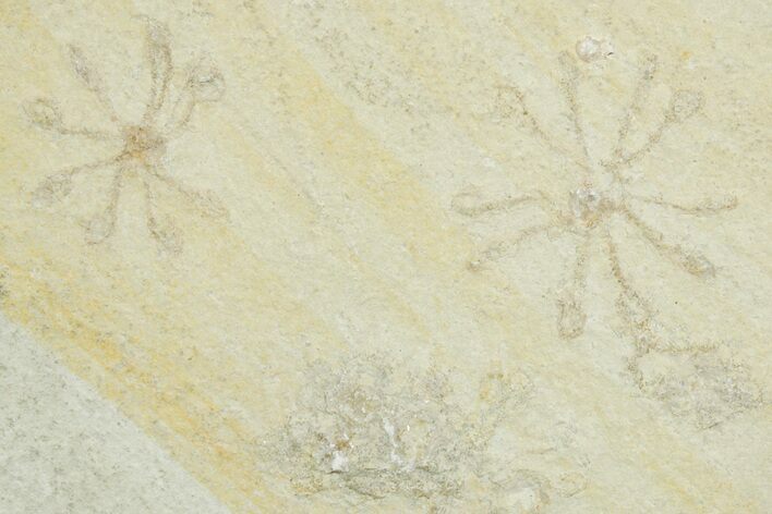 Floating Crinoid (Saccocoma) Fossils - Solnhofen Limestone #353572
